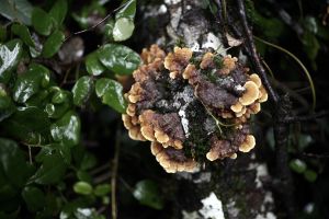 archivo fotografico de felipe garcia 133 133 20241103