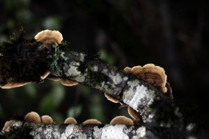 archivo fotografico de felipe garcia 135 135 20241103