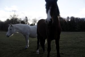 archivo fotografico de felipe garcia 152 152 20241103