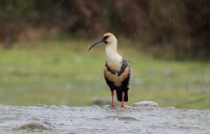 archivo fotografico de felipe garcia 243 243 20241103