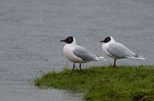 archivo fotografico de felipe garcia 245 245 20241103