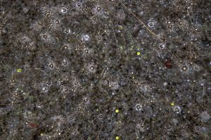 archivo fotografico de felipe garcia 258 258 20241103