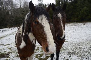 archivo fotografico de felipe garcia 279 279 20241103